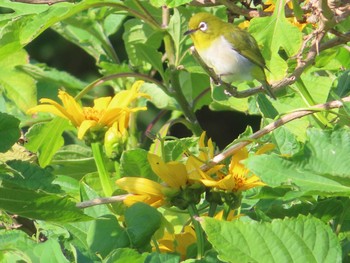 Japanese White-eye(loochooensis) Amami Forest Police Mon, 5/3/2021