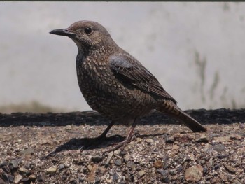 Blue Rock Thrush Amami Forest Police Mon, 5/3/2021