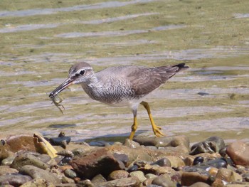 Grey-tailed Tattler Amami Forest Police Mon, 5/3/2021