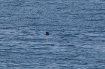 トウゾクカモメ 城ヶ島 2017年3月3日(金)