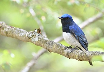 2021年5月3日(月) 須山口登山道の野鳥観察記録