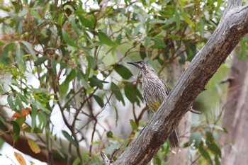 Red Wattlebird You Yang Regional Park Sun, 2/5/2017