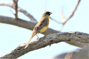 アオジ 秋ヶ瀬公園(野鳥の森) 2021年2月22日(月)