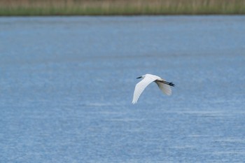 Great Egret 谷津干潟自然観察センター Sat, 5/1/2021