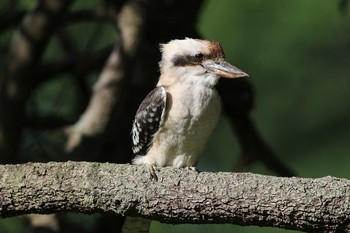 ワライカワセミ Royal Botanic Gardens Sydney 2017年2月9日(木)