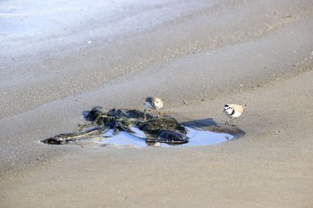 イカルチドリ 甲子園浜(兵庫県西宮市) 2021年5月3日(月)