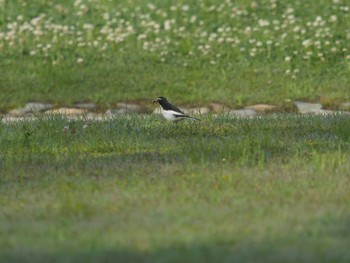 Japanese Wagtail Matsue Castle Tue, 5/4/2021