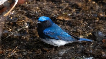 Blue-and-white Flycatcher 長野 Mon, 5/3/2021