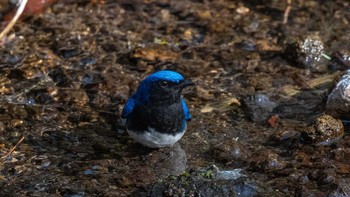 Blue-and-white Flycatcher 長野 Mon, 5/3/2021