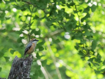 Tue, 5/4/2021 Birding report at Mitsuike Park