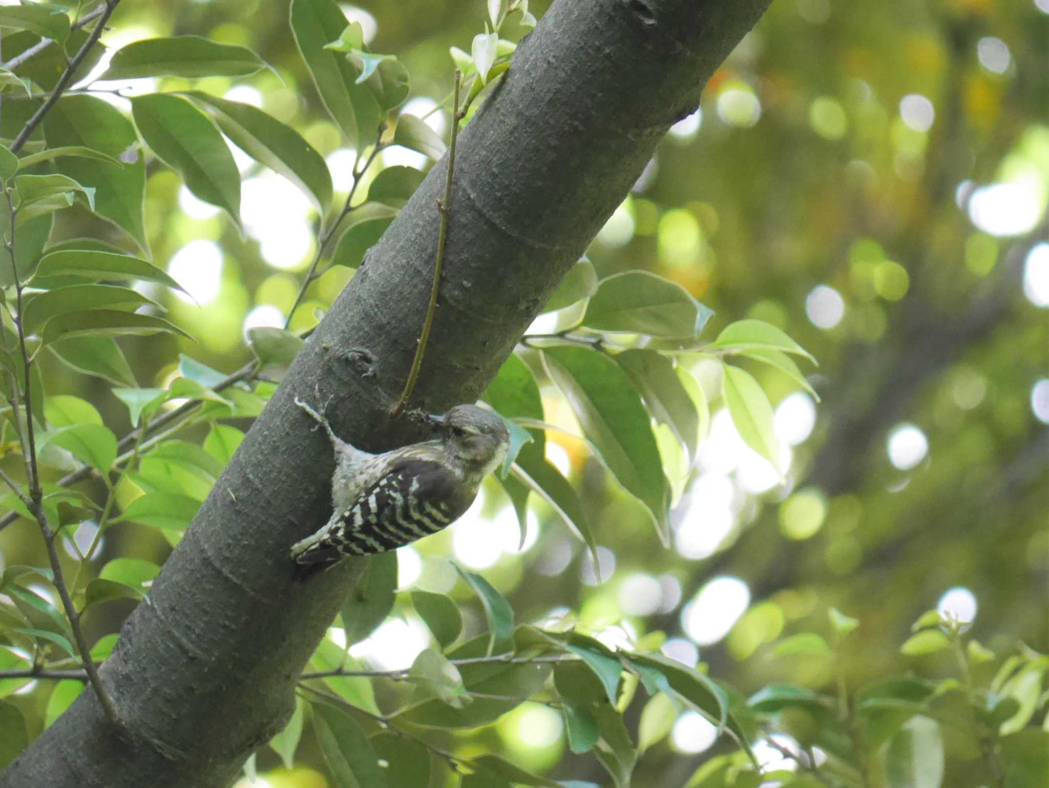 Photo of Japanese Pygmy Woodpecker at Mitsuike Park by 丁稚