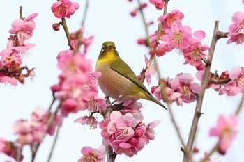 Warbling White-eye 須磨離宮公園 Sat, 2/20/2021