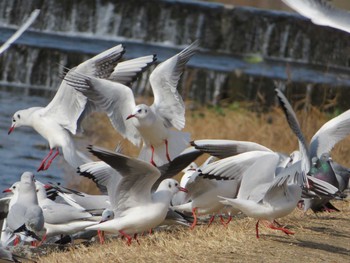 2021年1月3日(日) 賀茂川の野鳥観察記録