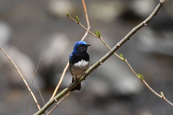 2021年5月3日(月) 奥日光(戦場ヶ原,湯滝)の野鳥観察記録