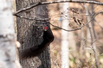 クマゲラ 北海道 2021年4月12日(月)