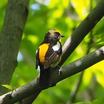 Tue, 5/4/2021 Birding report at 秋ヶ瀬公園付近