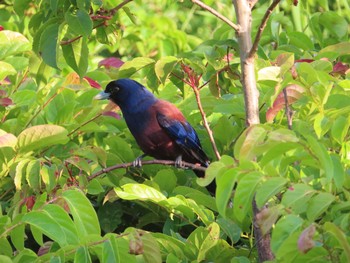 Lidth's Jay 大瀬海岸(奄美大島) Tue, 5/4/2021