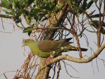 Ryukyu Green Pigeon 大瀬海岸(奄美大島) Tue, 5/4/2021