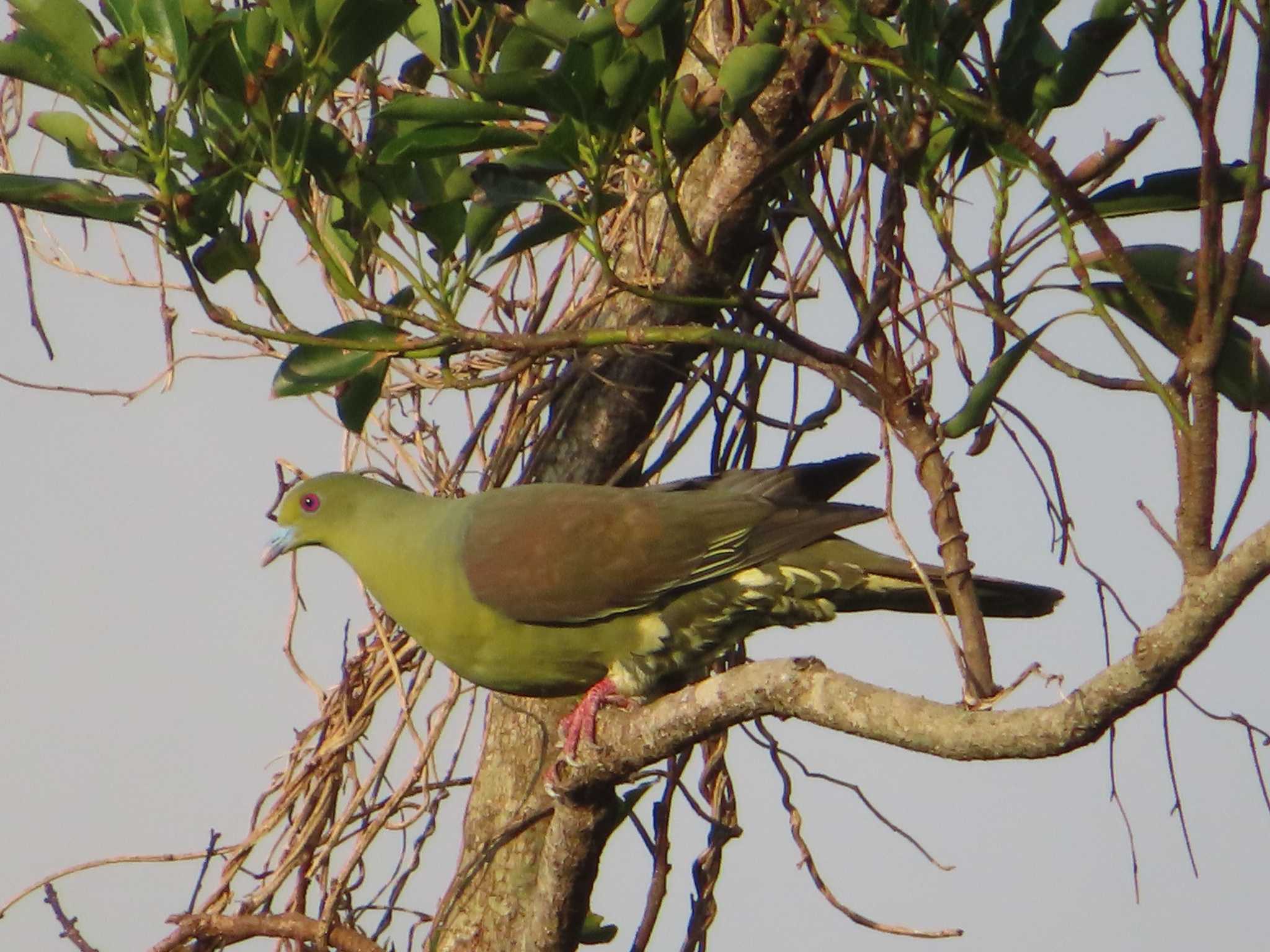 Ryukyu Green Pigeon