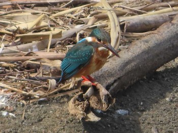 Common Kingfisher 大瀬海岸(奄美大島) Tue, 5/4/2021