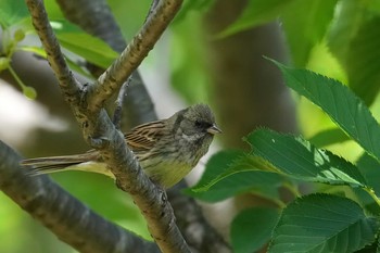 Black-faced Bunting Unknown Spots Mon, 5/3/2021