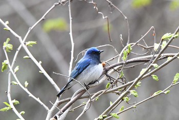 Blue-and-white Flycatcher Asahiyama Memorial Park Tue, 5/4/2021