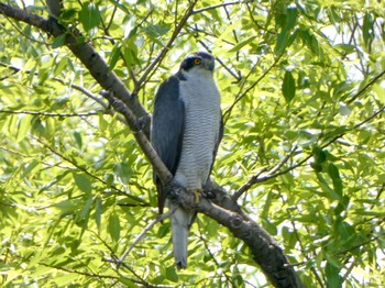 Eurasian Goshawk 荒川生物生態園(東京都板橋区) Tue, 5/4/2021