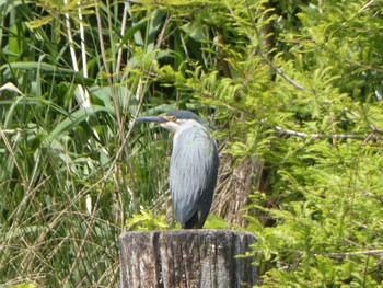 Striated Heron Ukima Park Tue, 5/4/2021