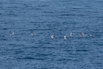 Black-legged Kittiwake 城ヶ島 Fri, 3/3/2017