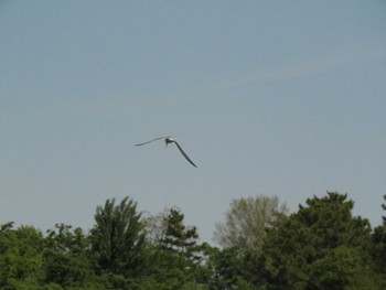 Little Tern Osaka Tsurumi Ryokuchi Tue, 5/4/2021