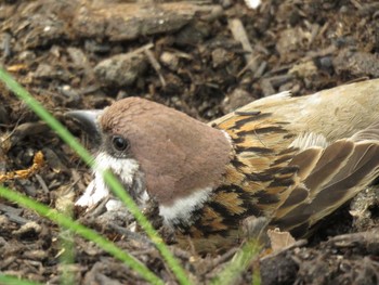 Eurasian Tree Sparrow Osaka Tsurumi Ryokuchi Tue, 5/4/2021