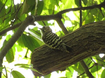 Japanese Pygmy Woodpecker Osaka Tsurumi Ryokuchi Tue, 5/4/2021