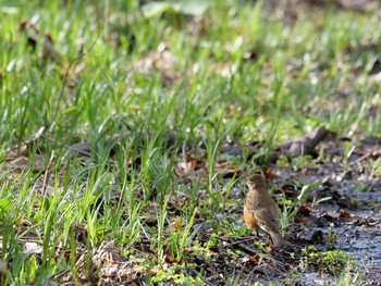 アカハラ 野幌森林公園 2021年5月4日(火)