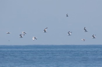 Black-legged Kittiwake 城ヶ島 Fri, 3/3/2017