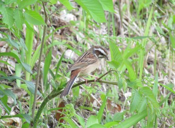 Meadow Bunting 国営飛鳥歴史公園 Tue, 5/4/2021