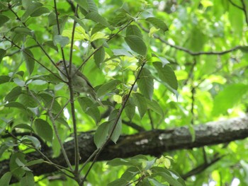 ウグイス 国営飛鳥歴史公園 2021年5月4日(火)