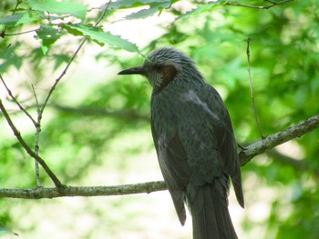 ヒヨドリ 国営飛鳥歴史公園 2021年5月4日(火)