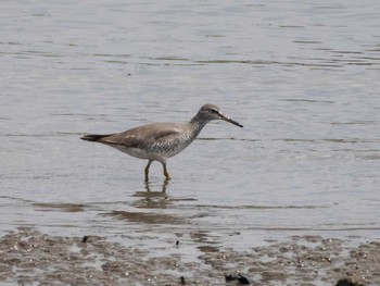 Grey-tailed Tattler 千住桜木自然地 (東京都足立区) Sat, 5/1/2021