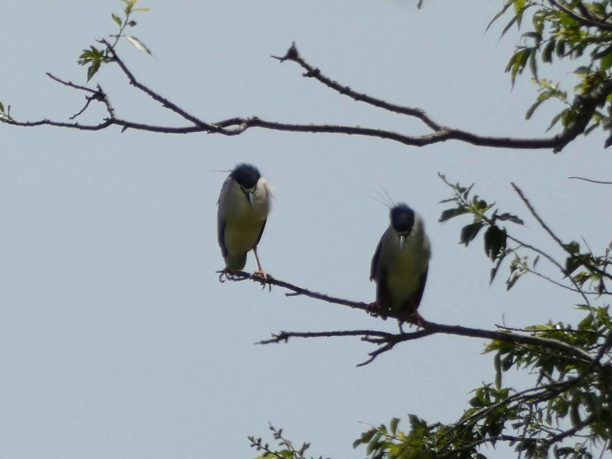 Black-crowned Night Heron