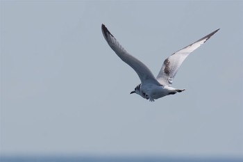 ミツユビカモメ 城ヶ島 2017年3月3日(金)