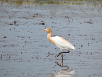 Tue, 5/4/2021 Birding report at 浮島ヶ原自然公園