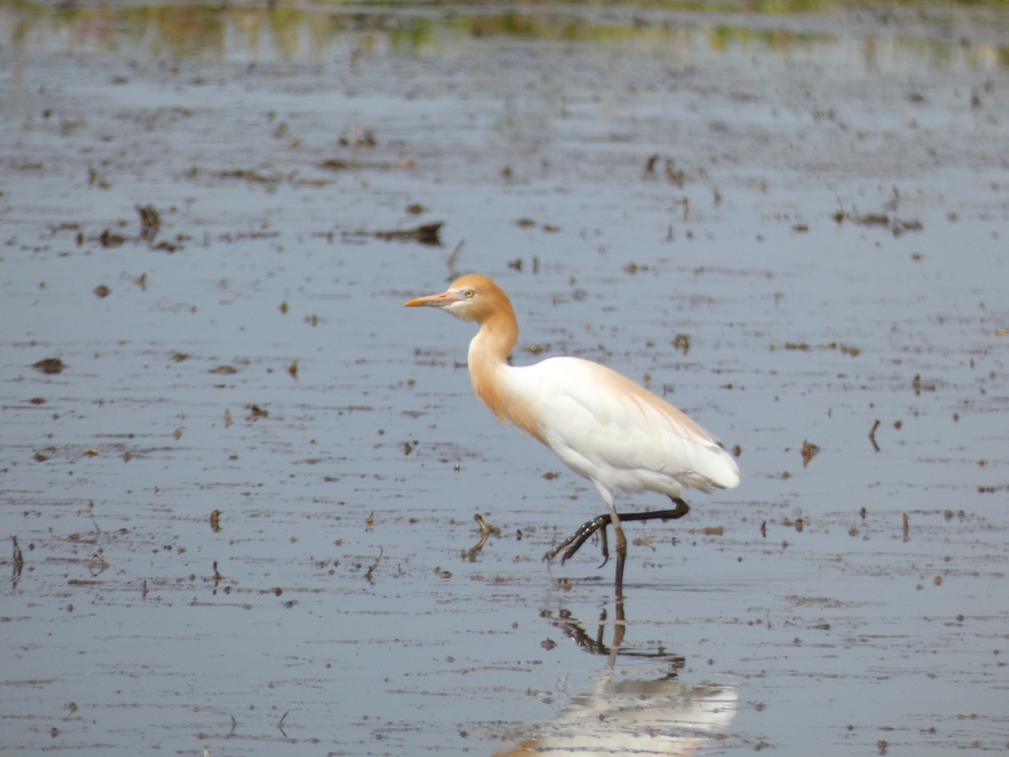 Eastern Cattle Egret