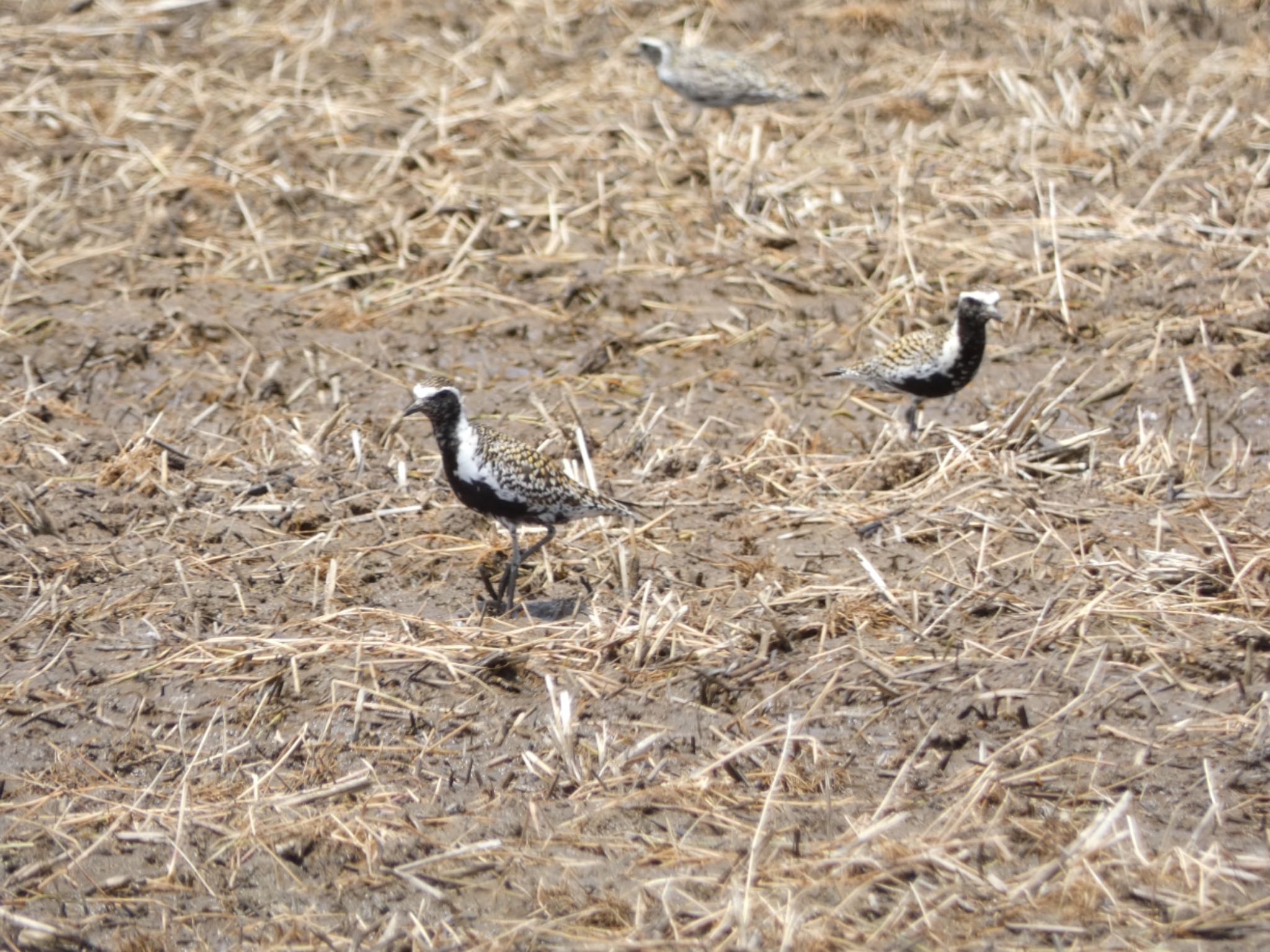 Pacific Golden Plover