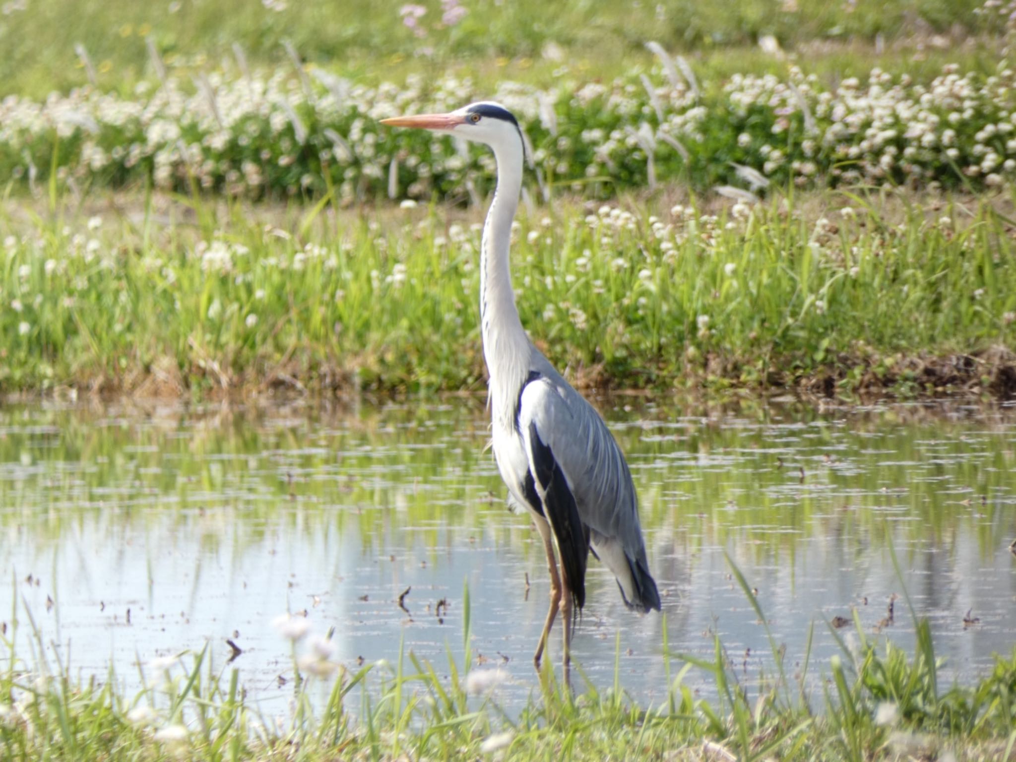 Grey Heron