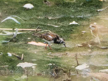 Ruddy Turnstone 千住桜木自然地 (東京都足立区) Sat, 5/1/2021