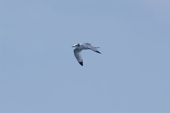 ミツユビカモメ 城ヶ島 2017年3月3日(金)