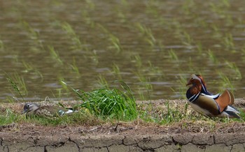 Mandarin Duck 匝瑳市松山庭園美術館 Sun, 5/2/2021