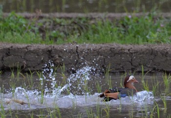 Mandarin Duck 匝瑳市松山庭園美術館 Sun, 5/2/2021