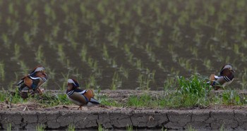 Mandarin Duck 匝瑳市松山庭園美術館 Sun, 5/2/2021