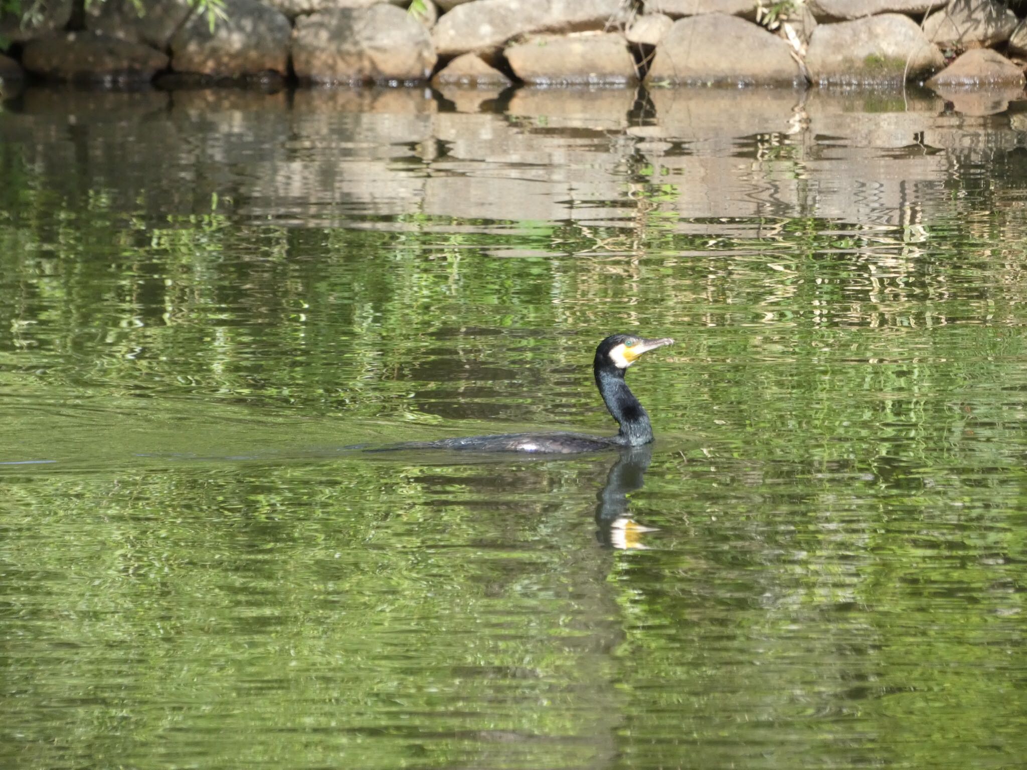 三ツ池公園(横浜市鶴見区) カワウの写真 by yoshikichi